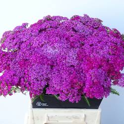 Achillea dunkel rosa Velvet Dream 45cm