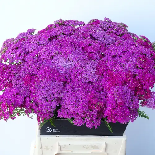 Achillea dunkel rosa Velvet Dream 45cm