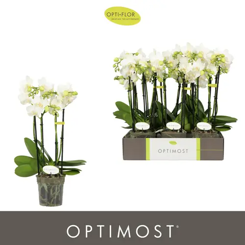 Phal.4-R weiss Starrio Optimost T12 H045