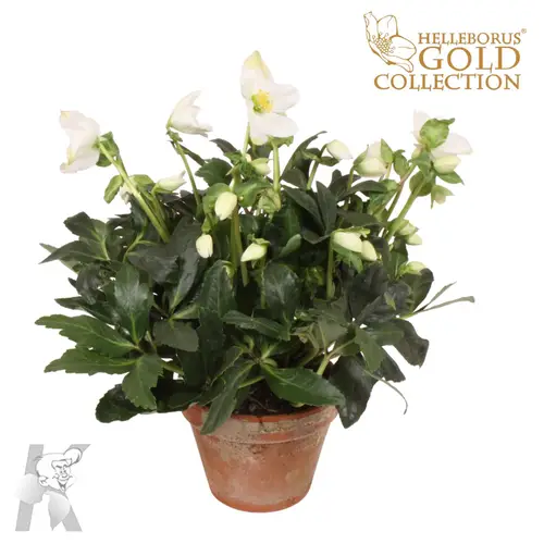 Helleborus Niger Terracotta T15 H035