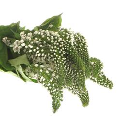 Lysemachia weiss Abraham 50cm
