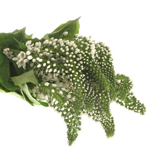 Lysemachia weiss Abraham 50cm