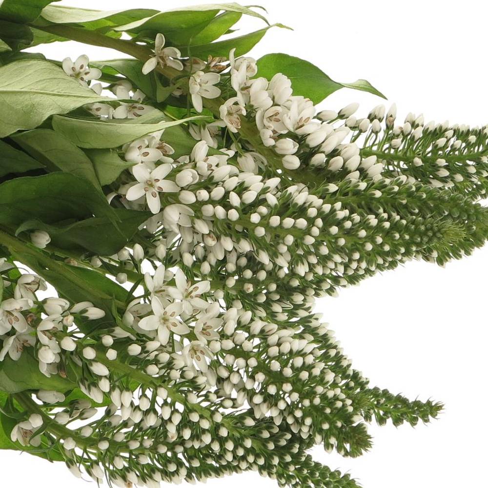Lysemachia weiss Abraham 50cm