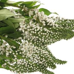 Lysemachia weiss Abraham 50cm