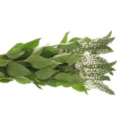 Lysemachia weiss Abraham 50cm