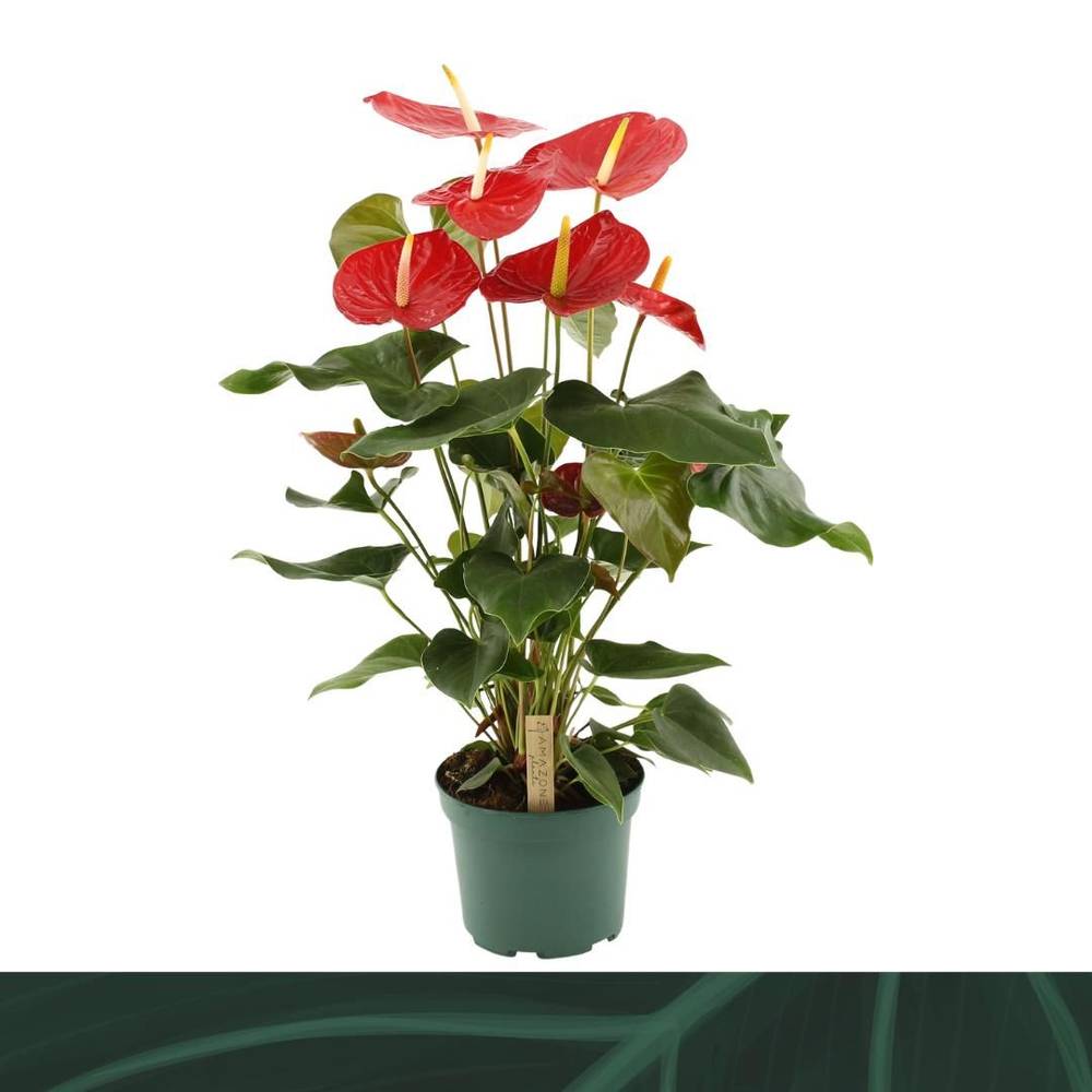 Anthurium rot Idaho T17 H065