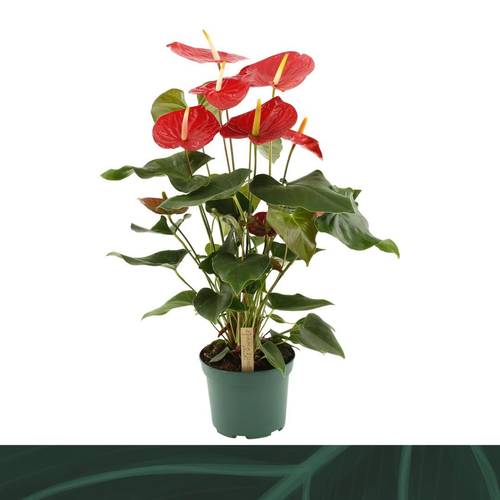 Anthurium rot Idaho T17 H065
