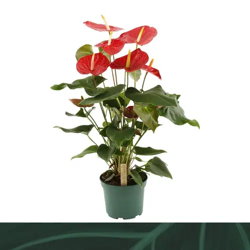 Anthurium rot Idaho T17 H065