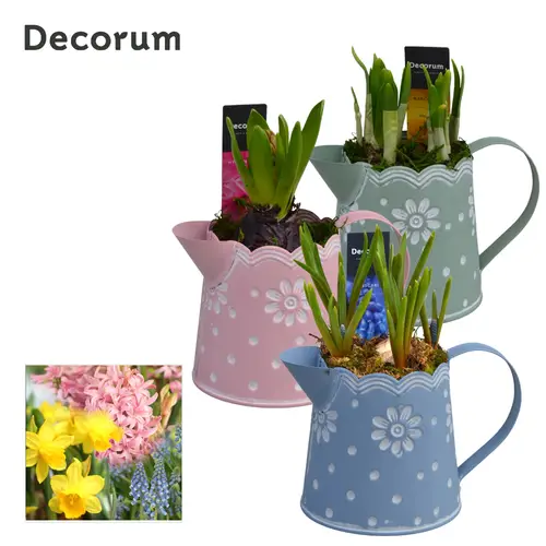 Zwiebel mix im Zink Gieskanne HL15053B T10 H017