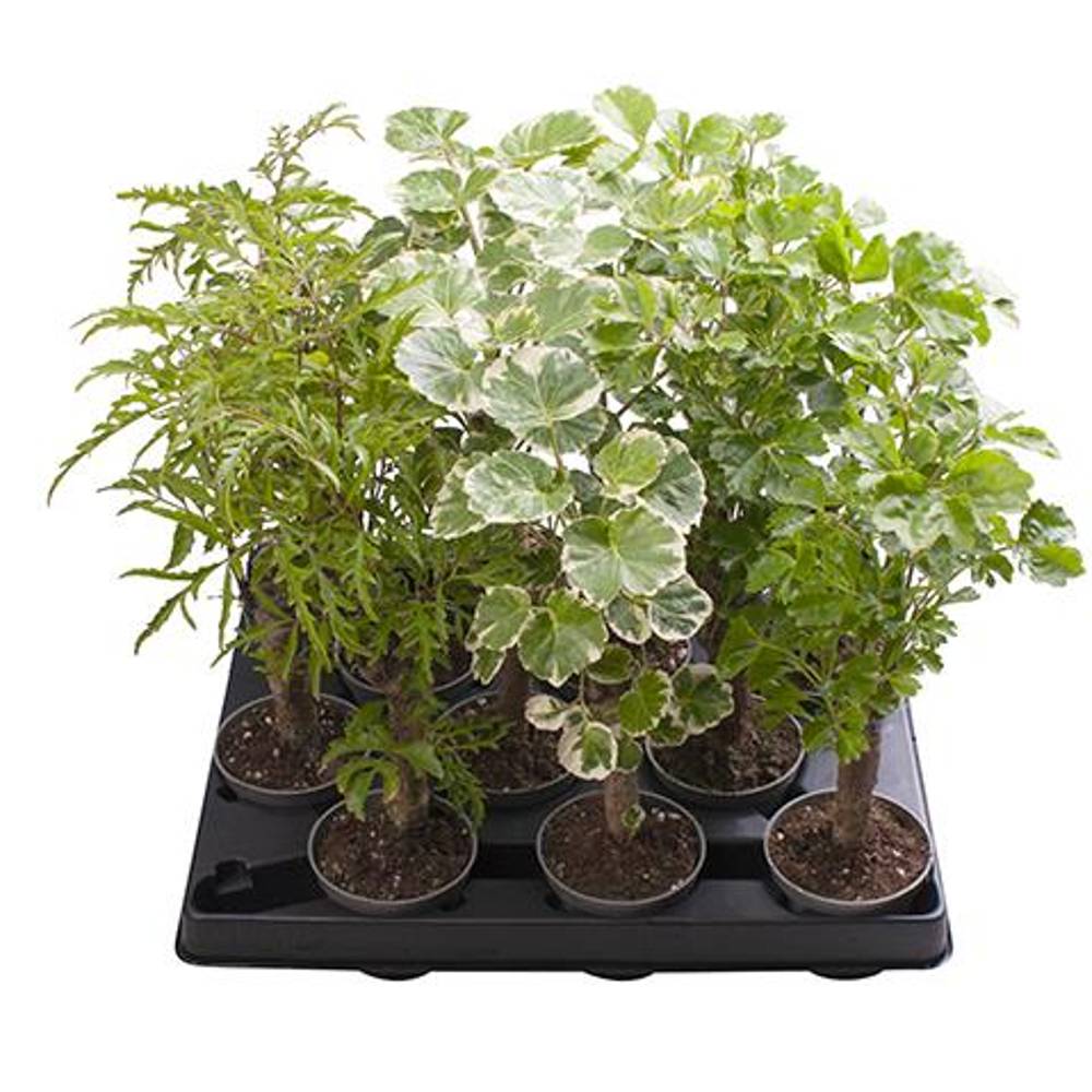 Polyscias Balfouriana Stamm mix T06 H025