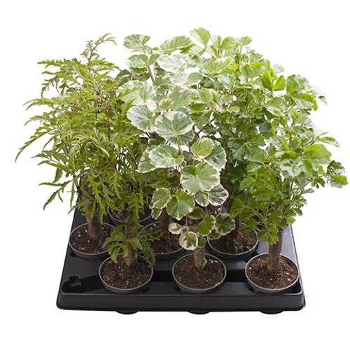 Polyscias Balfouriana Stamm mix T06 H025