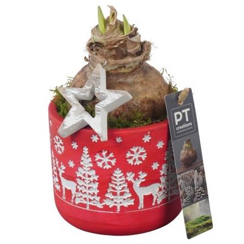 Amaryl.Arr PTACH5837 Weihnachten T12 H025