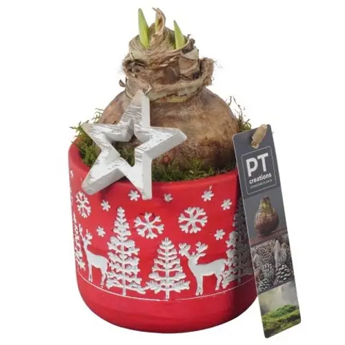 Amaryl.Arr PTACH5837 Weihnachten T12 H025