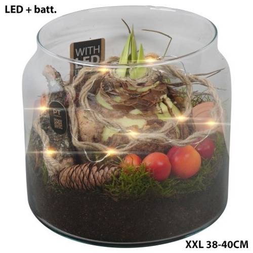 Amaryl.Arr PTAXL2913 +LED T19 H019