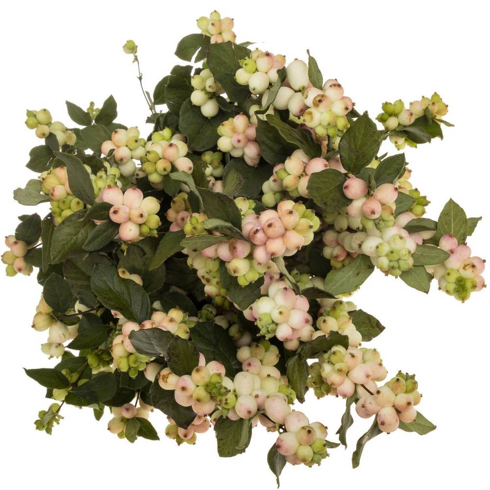 Schneebeere hell rosa Autumn Blush 75cm