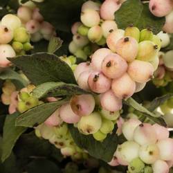 Schneebeere hell rosa Autumn Blush 75cm
