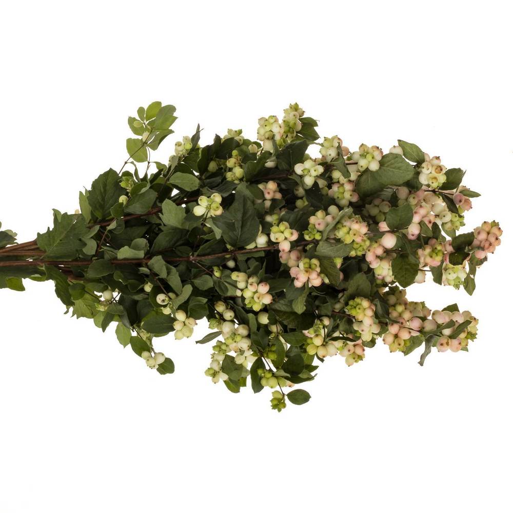 Schneebeere hell rosa Autumn Blush 75cm