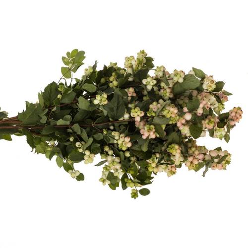 Schneebeere hell rosa Autumn Blush 75cm