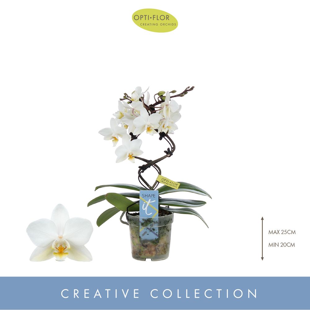 Phal.Form weiss Dance T07 H25