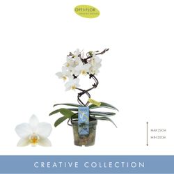 Phal.Form weiss Dance T07 H25