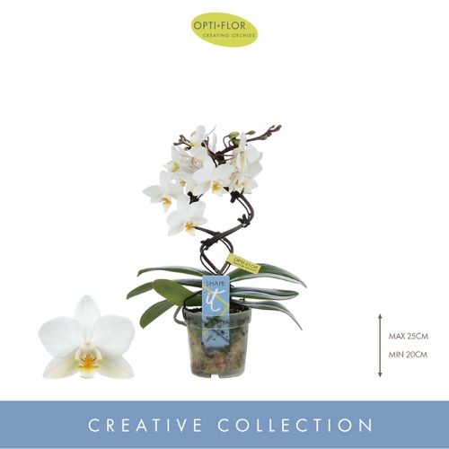 Phal.Form weiss Dance T07 H25