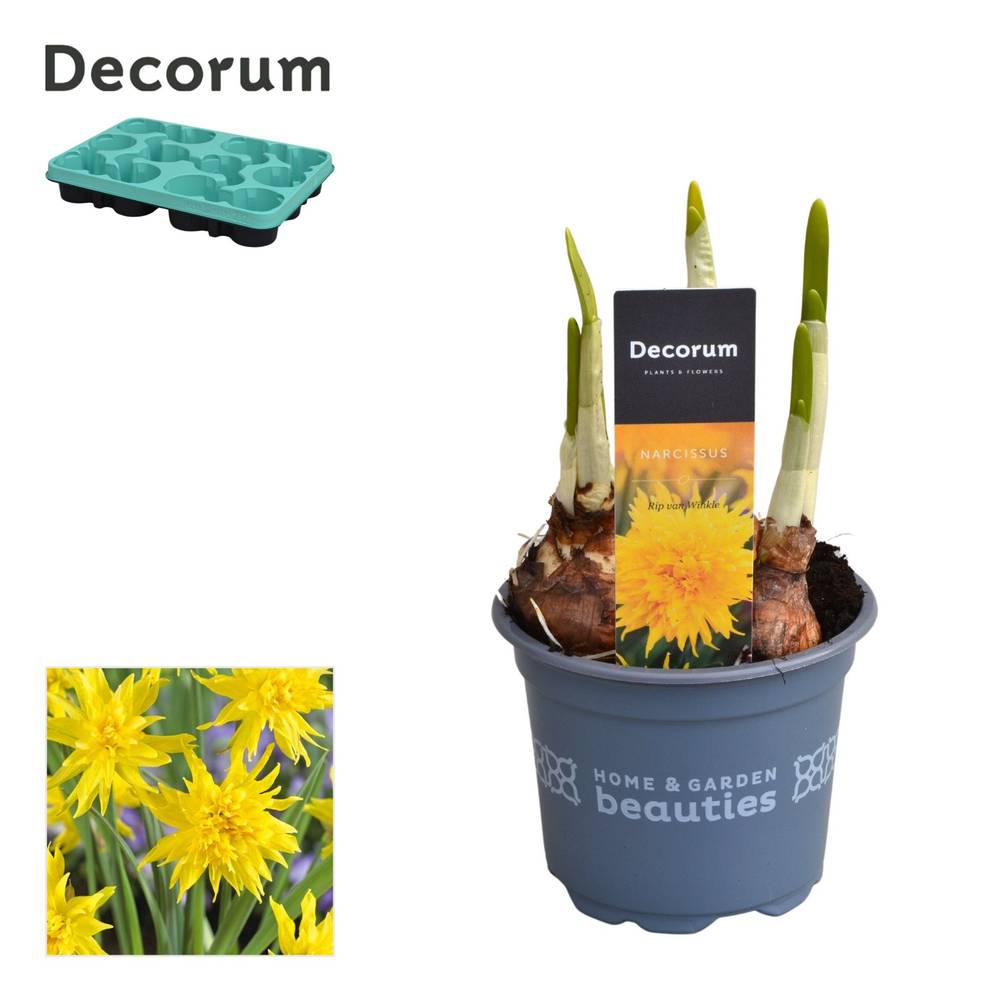 Narzisse 3er gelb Rip Winkle T09 H015