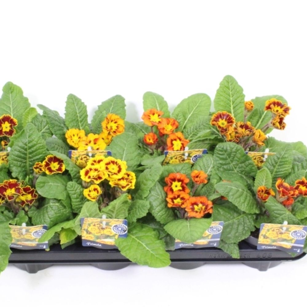 Primula Elatior Casti mix T13 H030