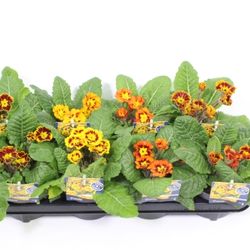 Primula Elatior Casti mix T13 H030