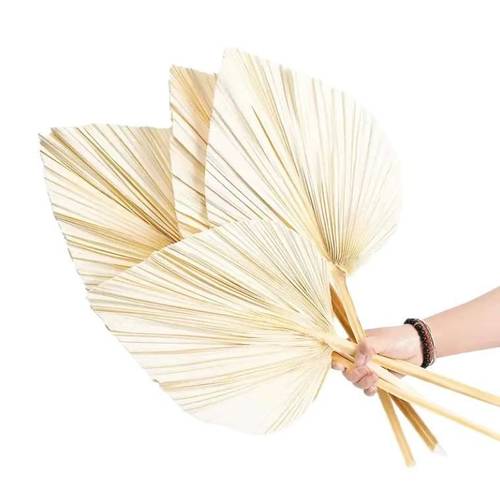 Trocken Palm Spear weiss gebleicht L60cm x3