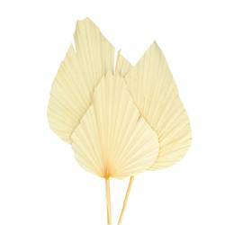 Trocken Palm Spear weiss gebleicht L60cm x3