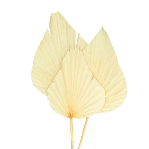 Trocken Palm Spear weiss gebleicht L60cm x3