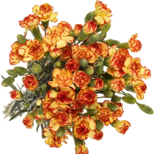 Spraynelke gelb/rot Lava 60cm X20