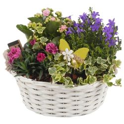 Garten Arr3845 T30 H26