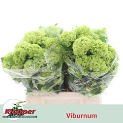 Schneeball grün 4 Kopf 40cm