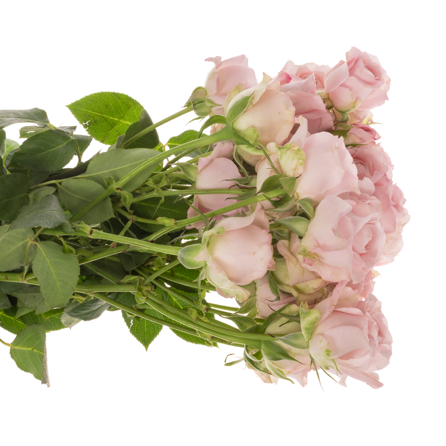 Rose verzweigt hell rosa Princess Fairy Pink 60cm