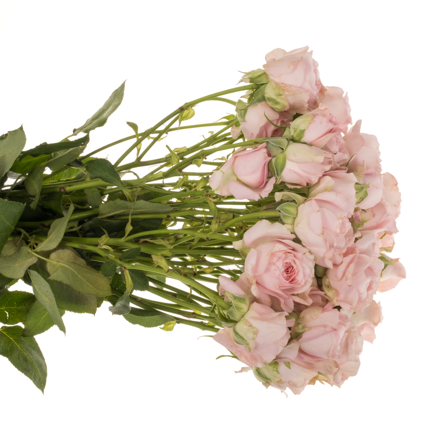 Rose verzweigt hell rosa Princess Fairy Pink 60cm