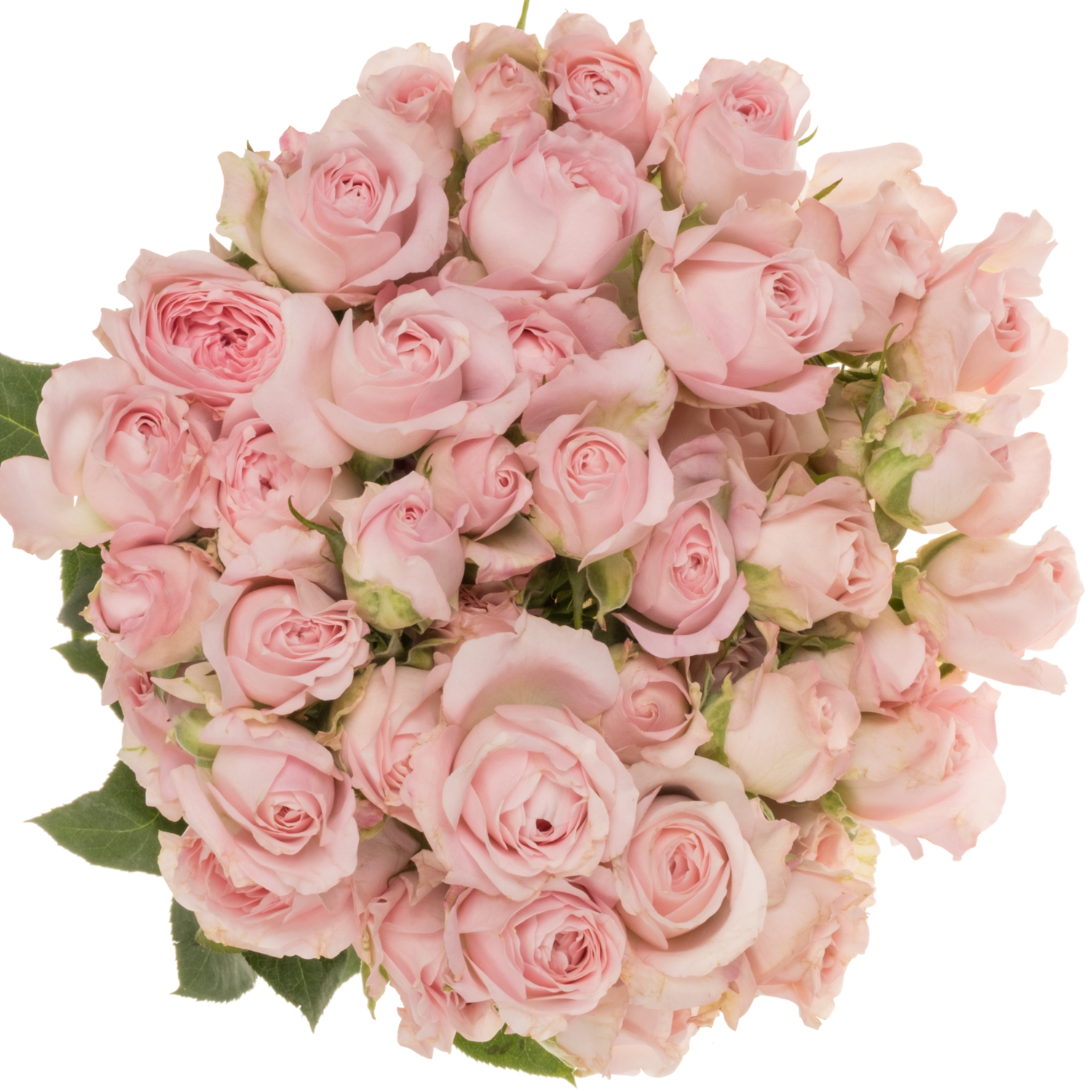 Rose verzweigt hell rosa Princess Fairy Pink 60cm
