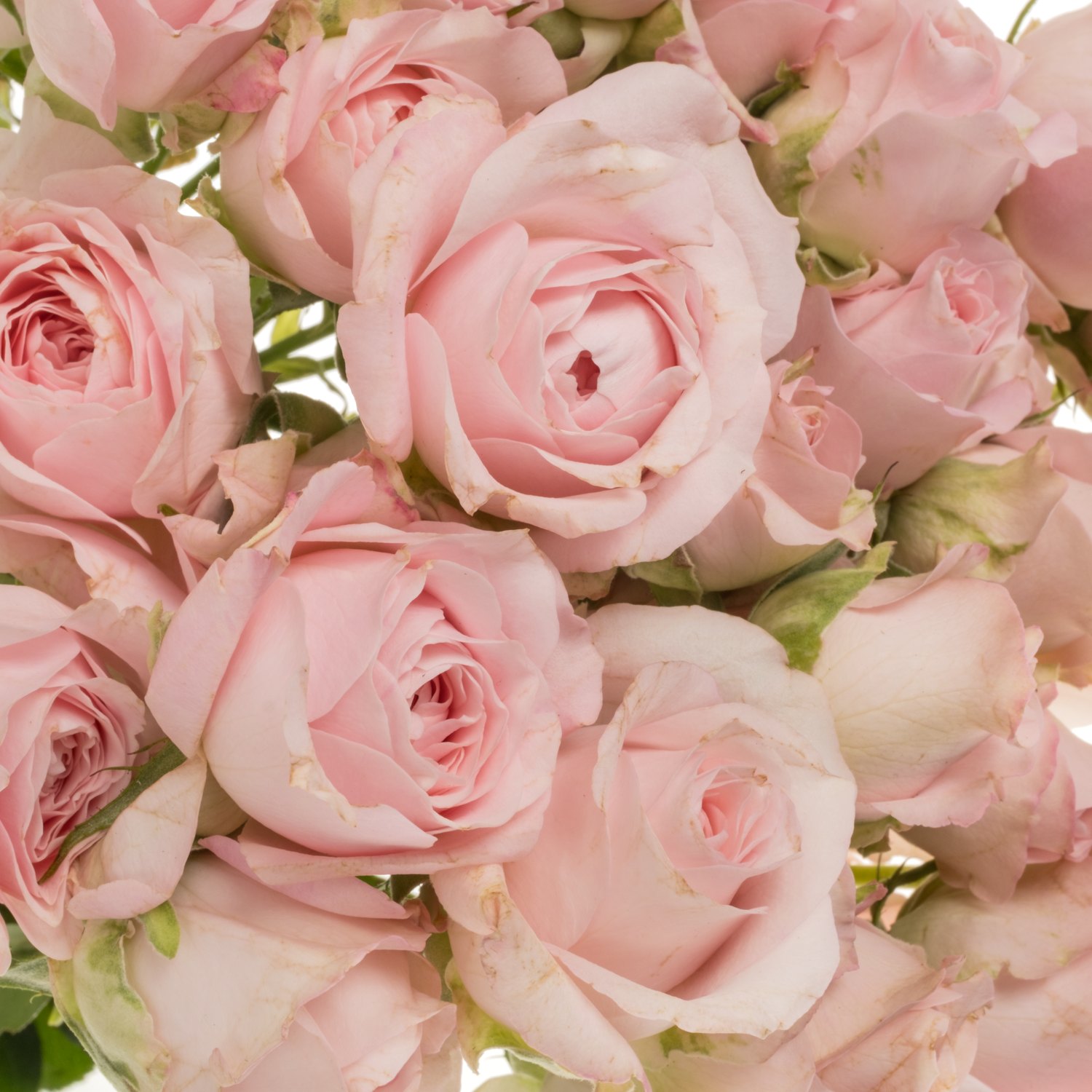 Rose verzweigt hell rosa Princess Fairy Pink 60cm