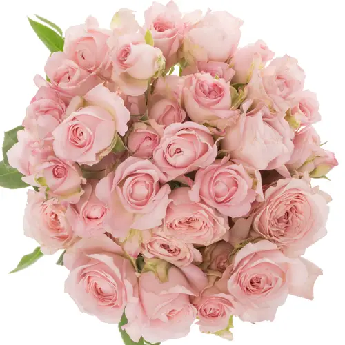 Rose verzweigt hell rosa Princess Fairy Pink 60cm