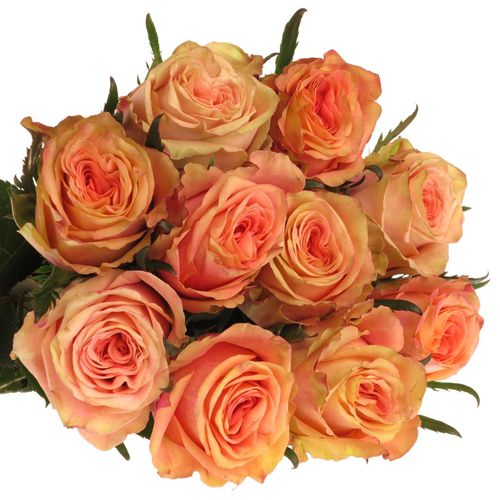 Rose apricot Love Pearl 60cm