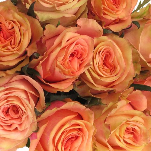 Rose apricot Love Pearl 60cm