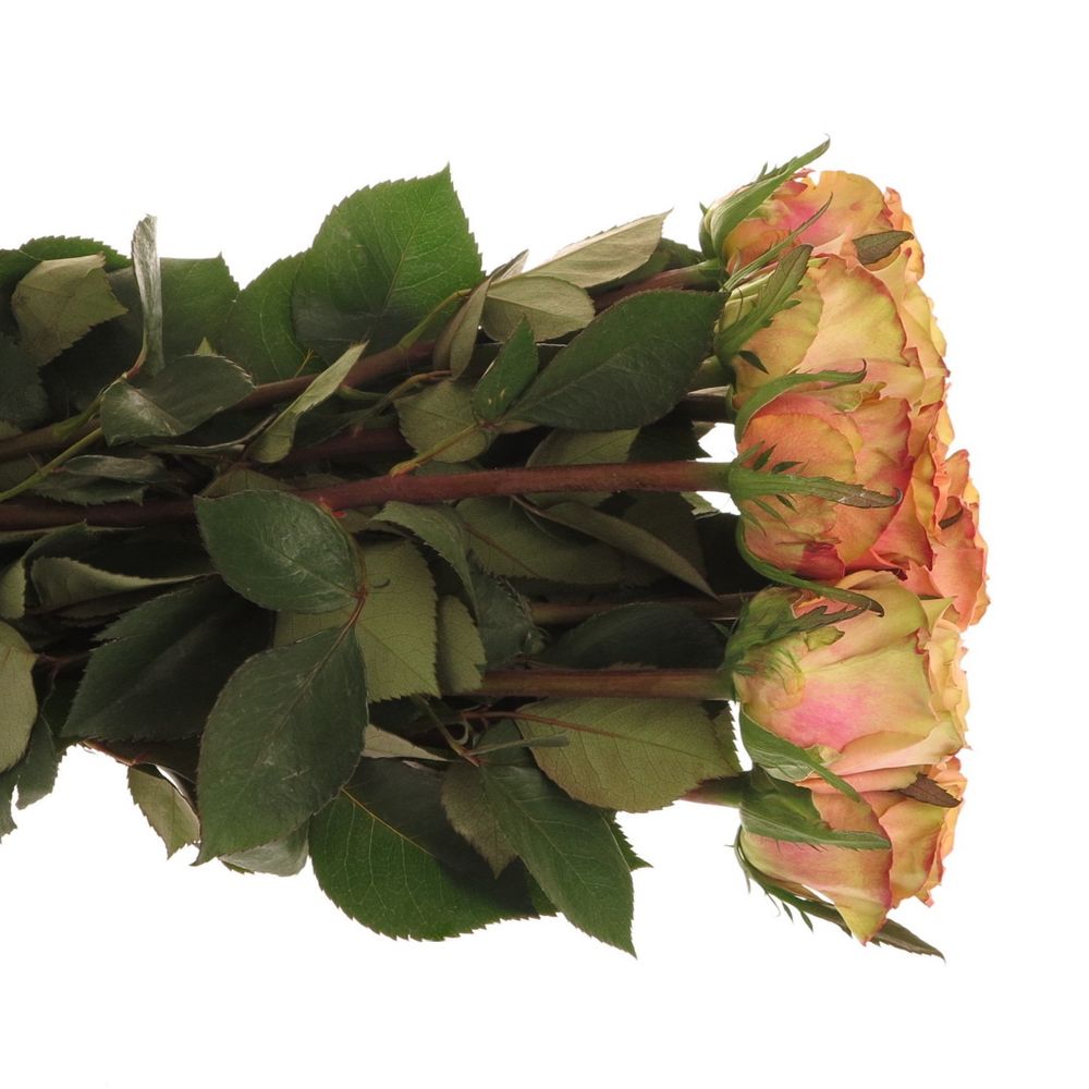 Rose apricot Love Pearl 60cm