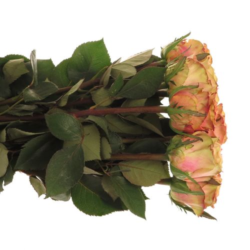 Rose apricot Love Pearl 60cm