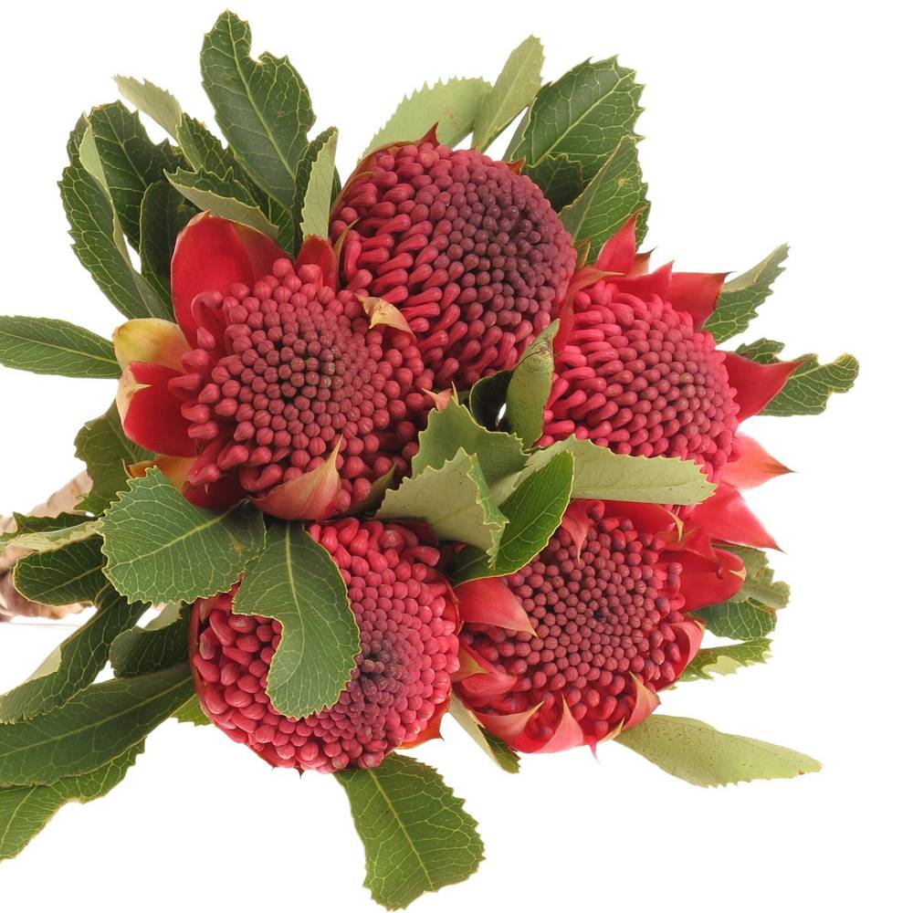 Protea rot Waratah 35cm