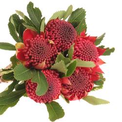 Protea rot Waratah 35cm