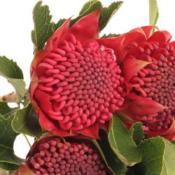 Protea rot Waratah 35cm