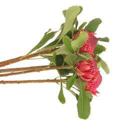 Protea rot Waratah 35cm