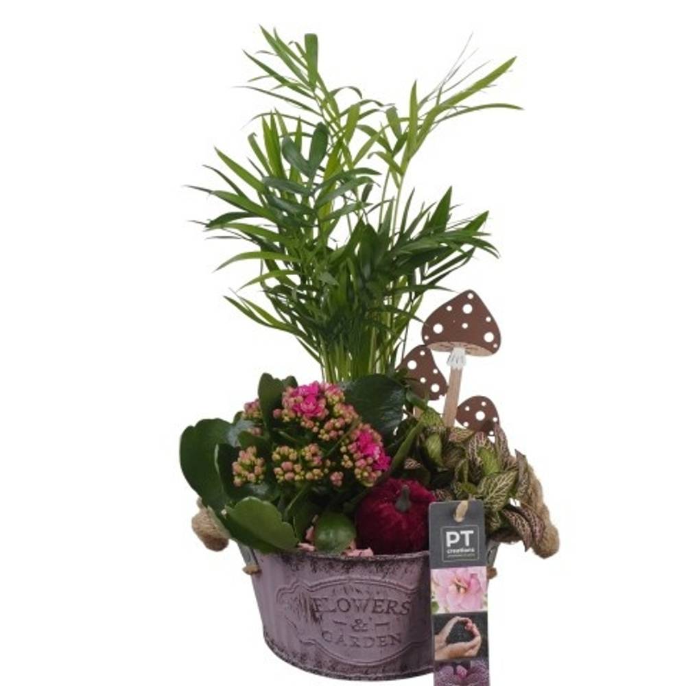 Chamaed.Arr PTHI5328 Herbst T16 H035
