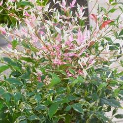 Nandina Domestica Twilight T17 H20