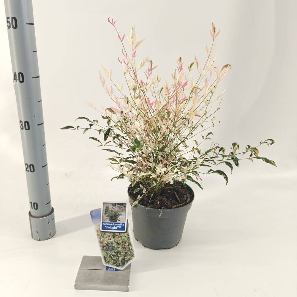 Nandina Domestica Twilight T17 H20